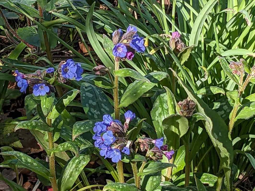 purple blue flowers of pulmonaria