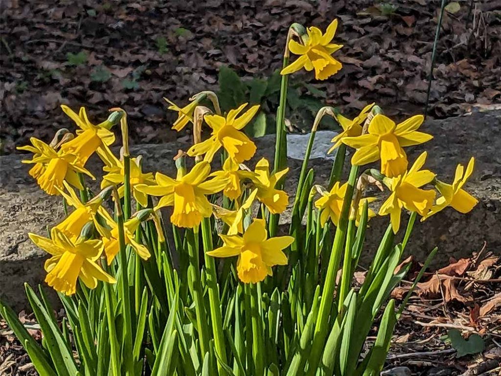 small yellow narcissi tete-a-tete