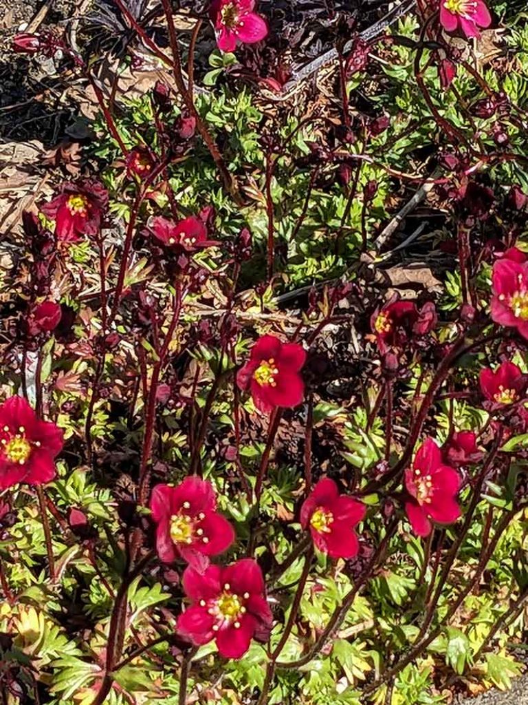 red coloured saxifrage plant