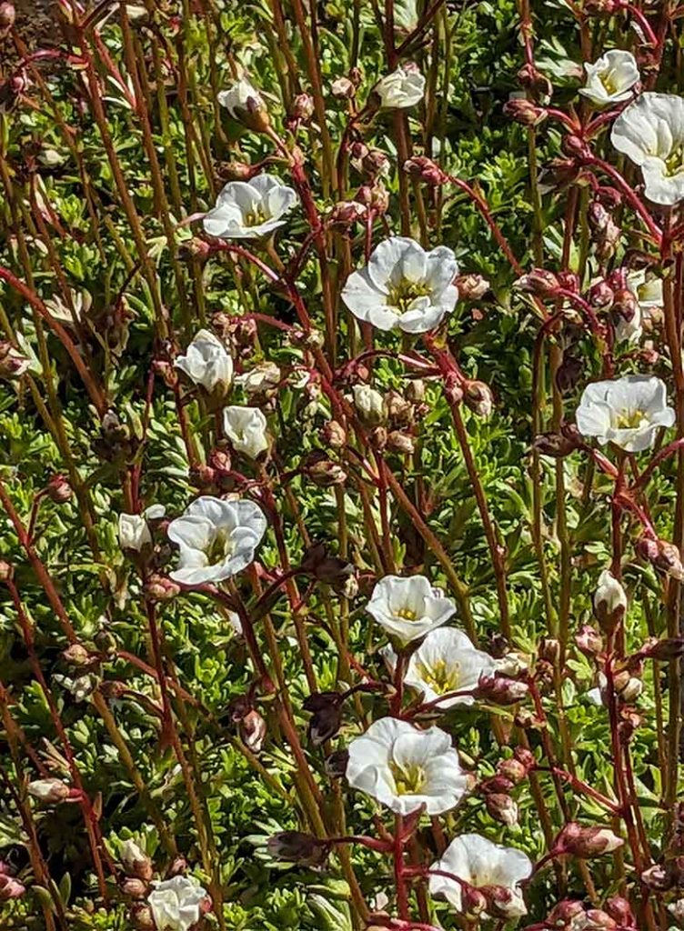 saxifrage mossy white