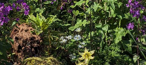 flower combinations in the stumpery