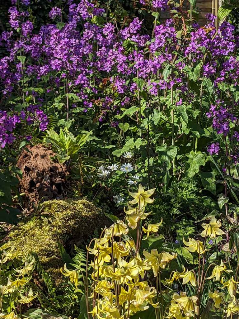 flower combinations in the stumpery