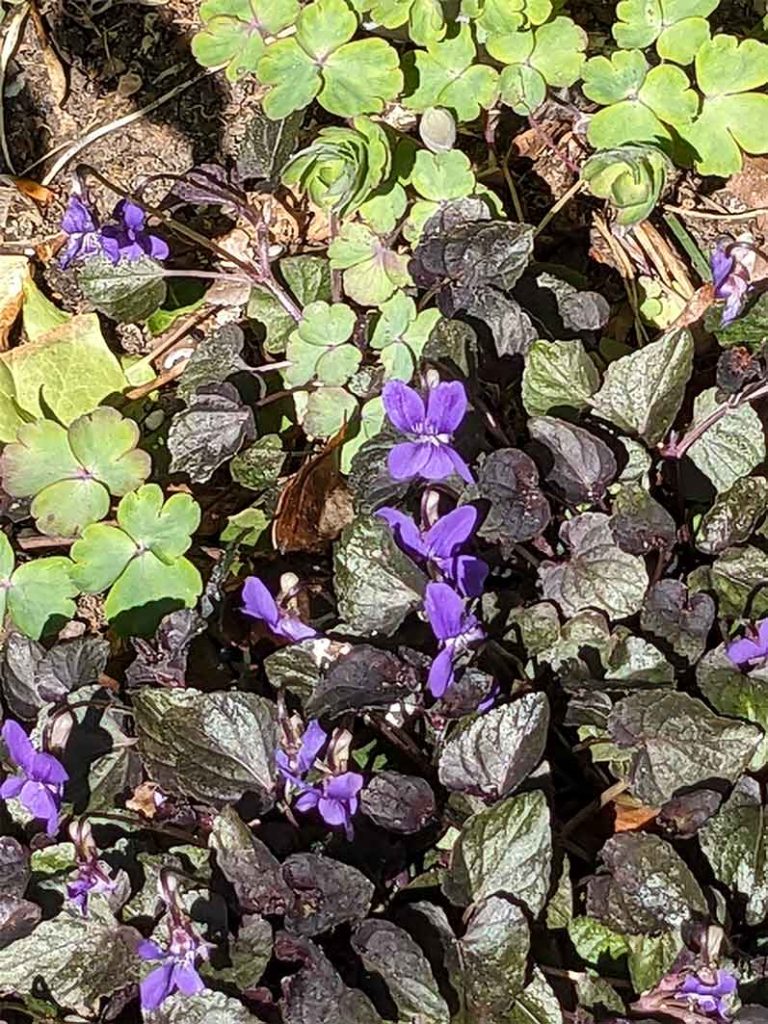 violet flowers of viola labradorica with purple tinged leaves