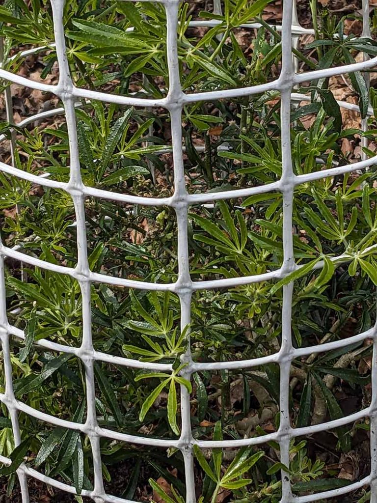 choisya plant surrounded by netting to keep birds off