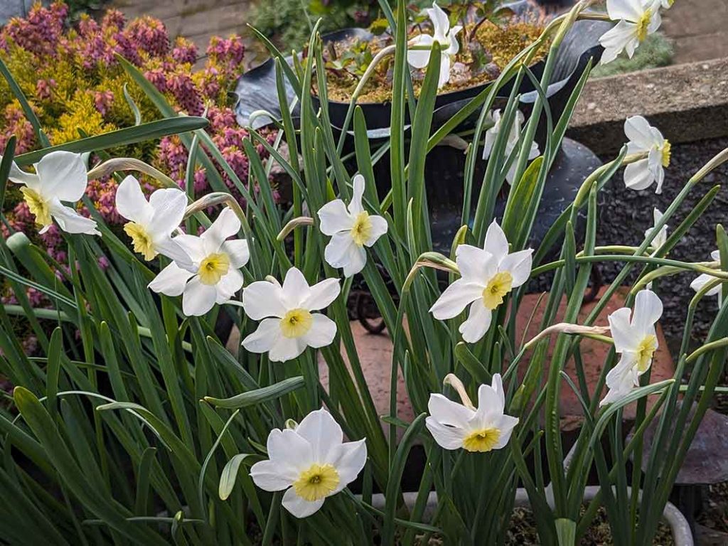 narcissi segovia small pale yellow centres