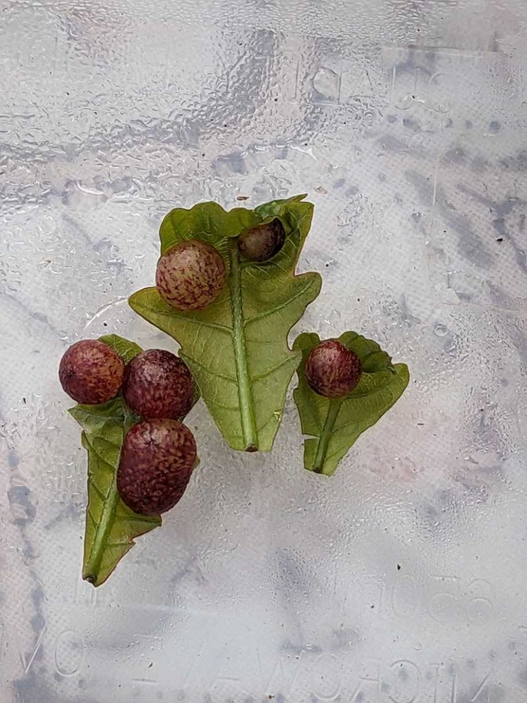 oak galls on oak leaves