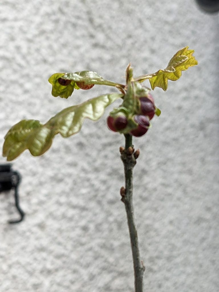 oak galls caused by oak gall wasp