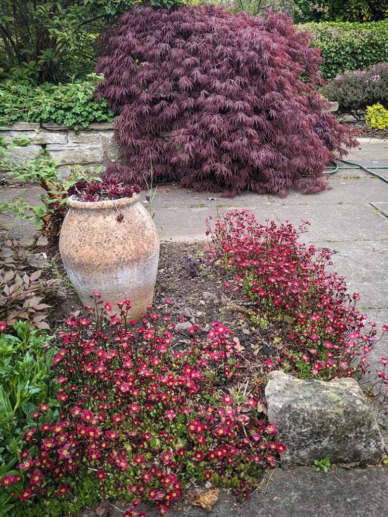 red saxifrage, semperivivum in pot, and deep purple acer in background