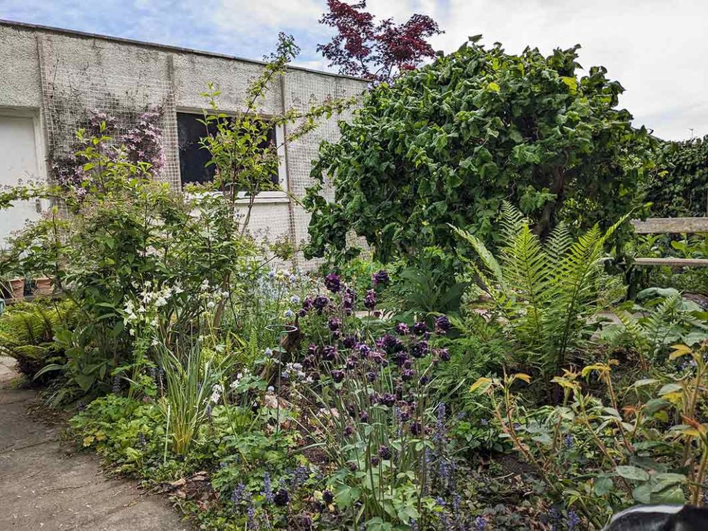 more planting in the stumpery