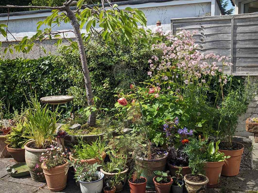 Collection of potted plants on the right side of the patio.