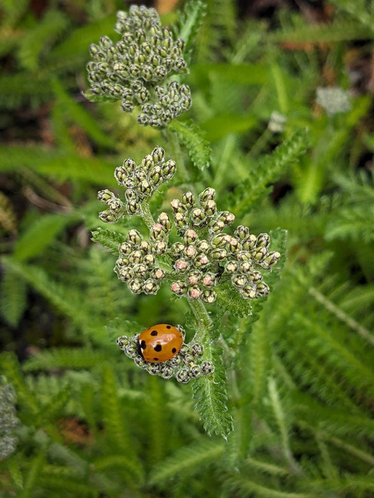 Orange ladybird with black spots on an achillea plant.