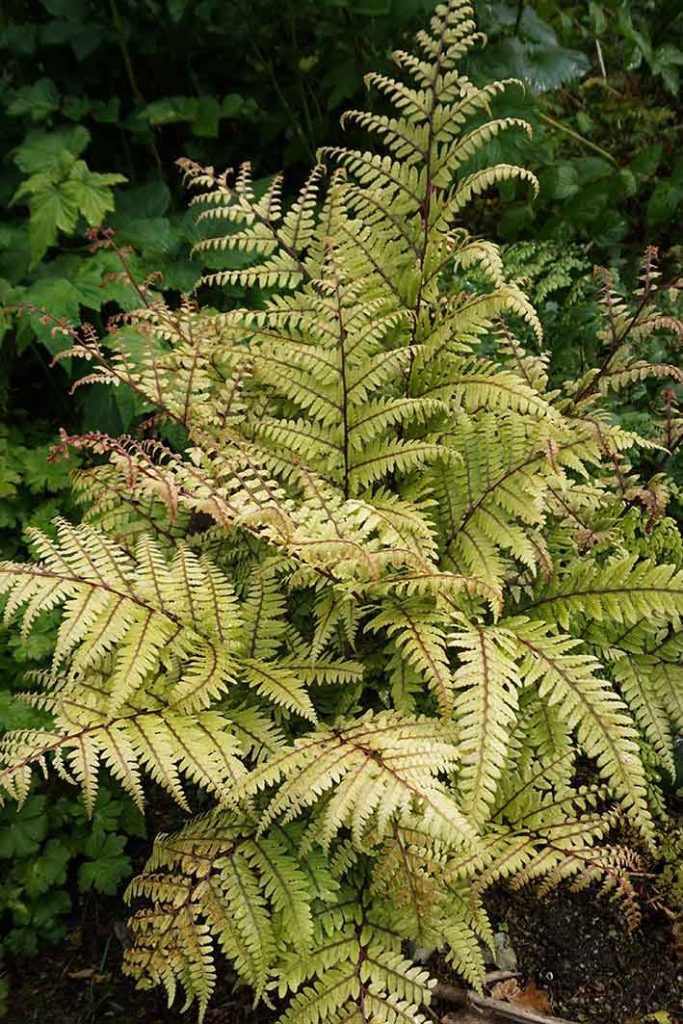 yellow green fern fronds with purple stems.