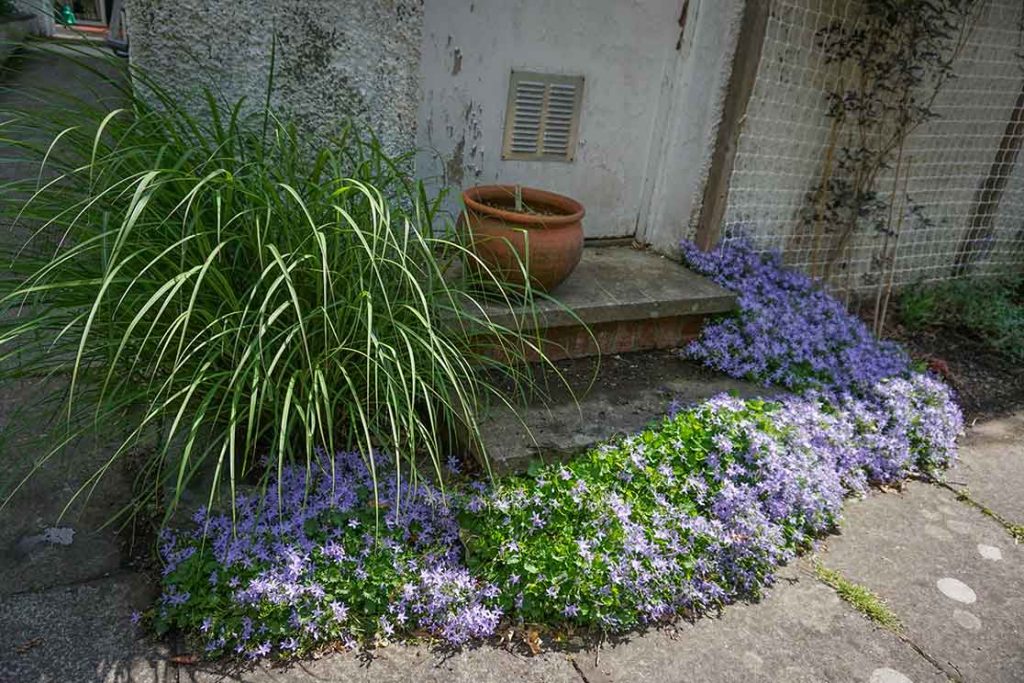 Pale lilac campanula plants growing all around 3 steps.