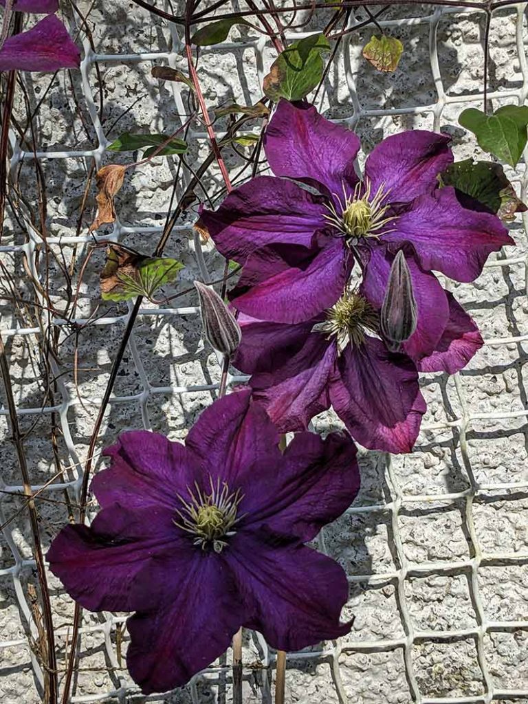 large purple clematis flowers