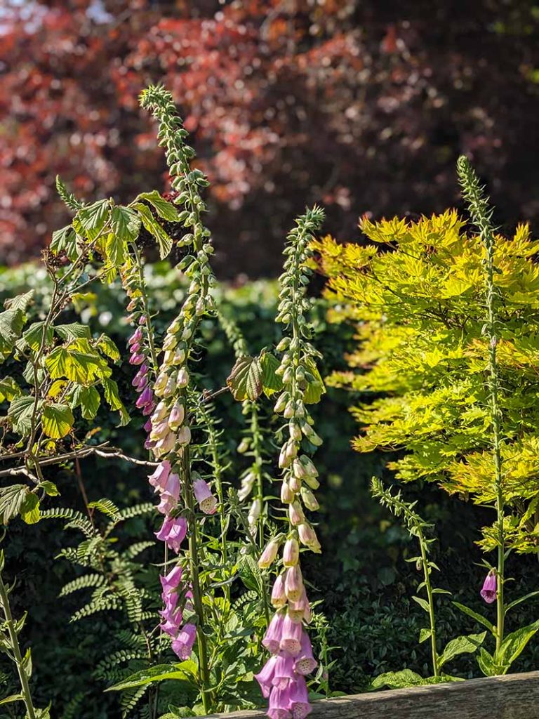 Pretty pink and pale yellow foxgloves against trees.