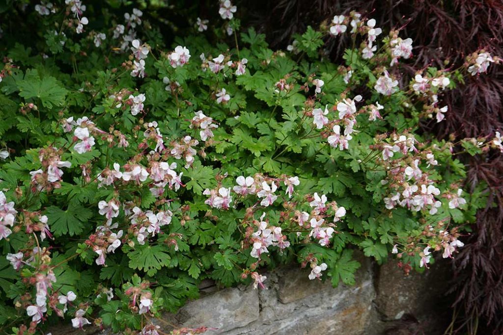 very pale pink/white flowers of hardy geranium Biokovo.