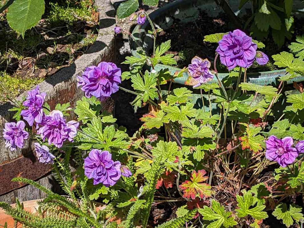 Double lilac flowers on geranium himalayense Birch's double.
