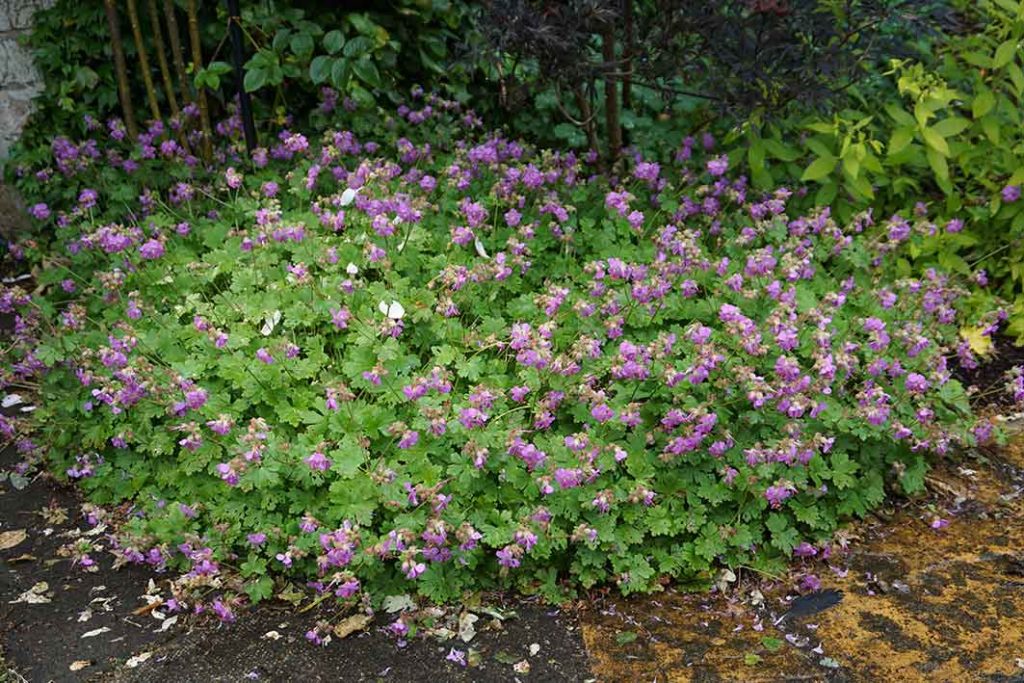 small pink flowers on geranium maccrorrhizum Bevan's variety.