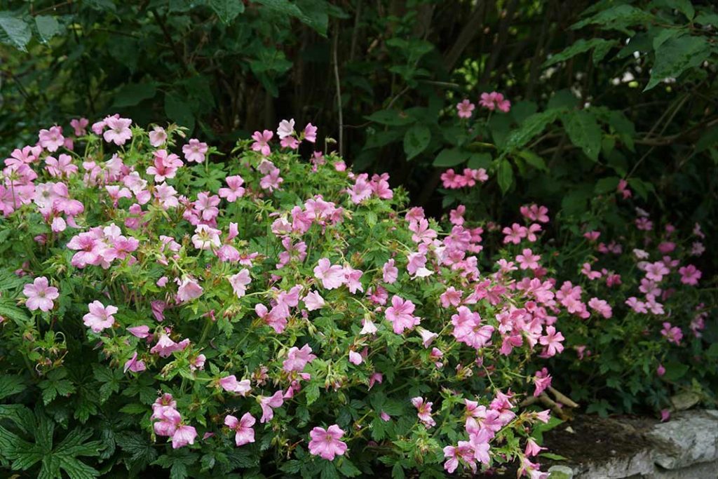 Pink flowers on geranium wargrave pink