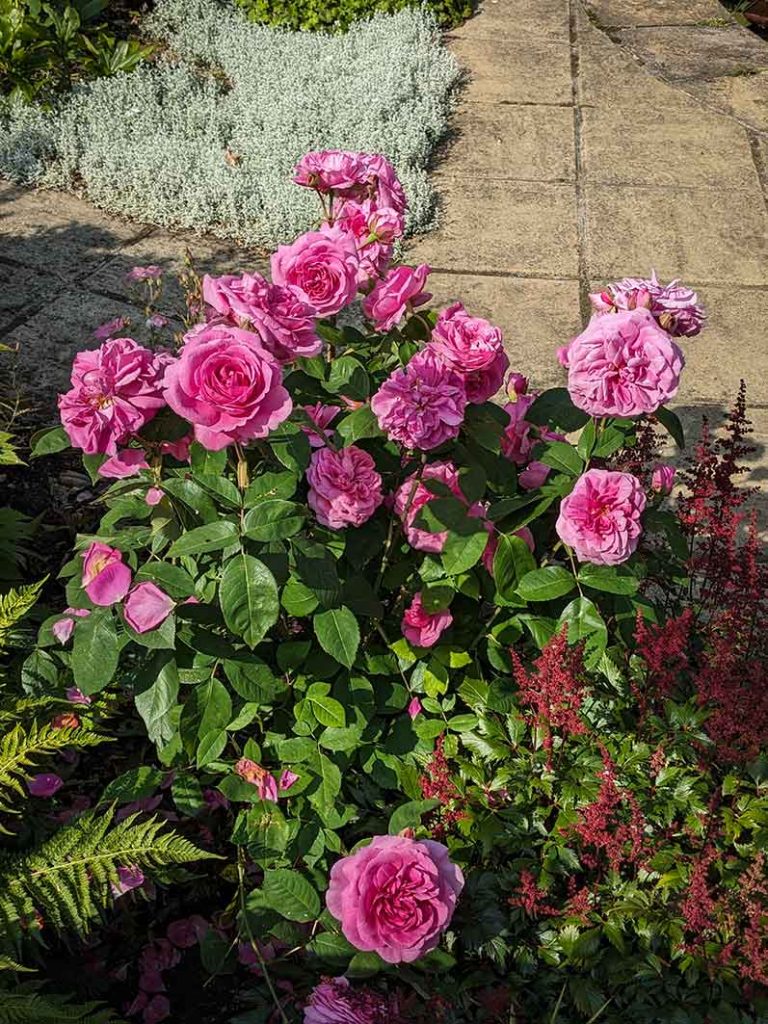 Lots of pink roses on Gertrude Jekyll bush.