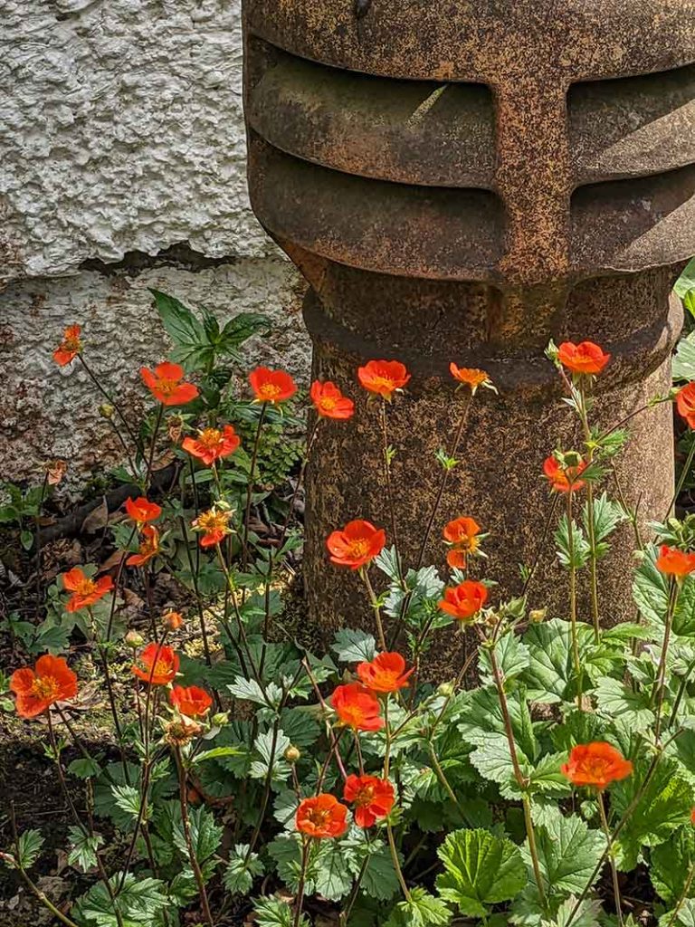 small orange flowers of a geum against a terracotta chimney pot.