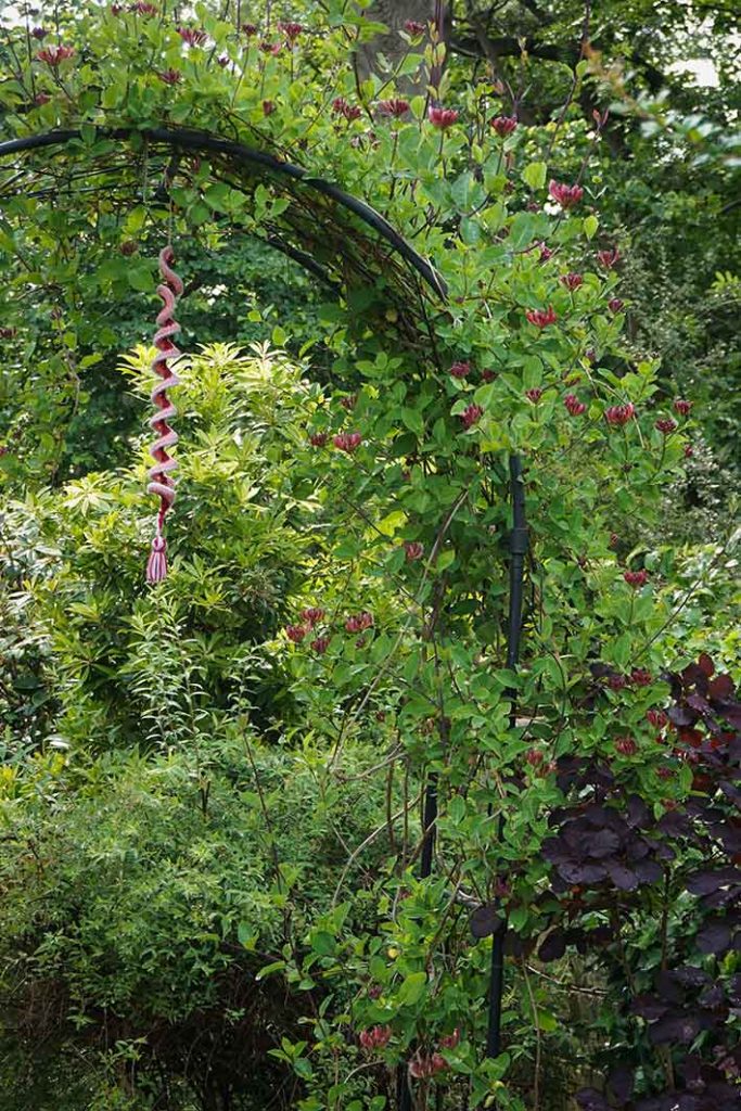 Honeysuckle flower buds about to open over an arch.