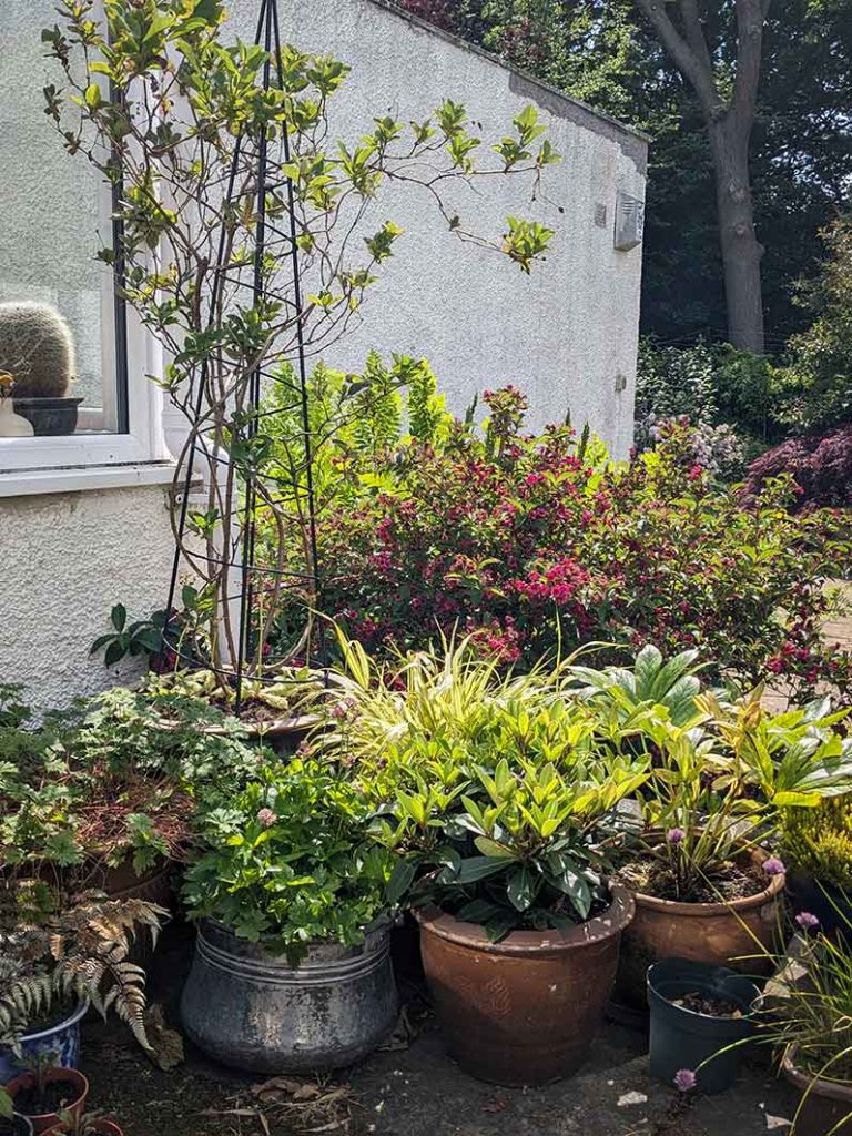 Left corner of patio with a small collection of potted plants.