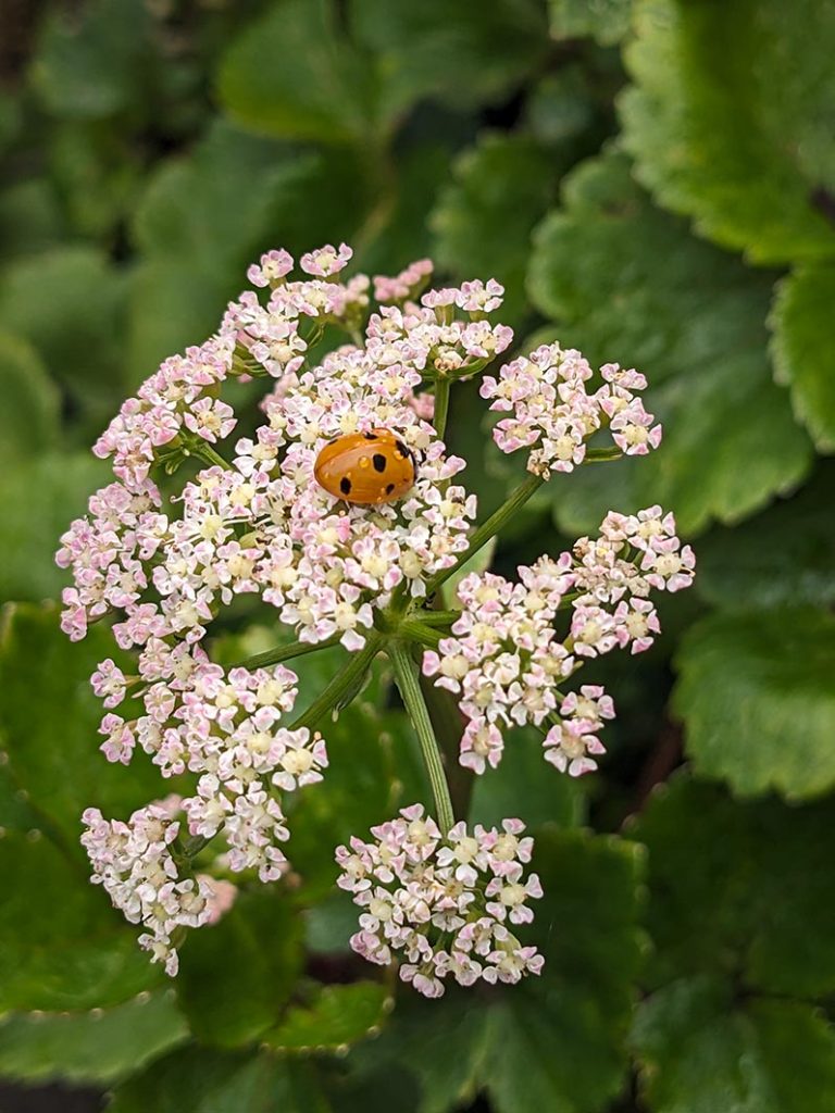 Orange ladybird with black spots on a pale pink flower.
