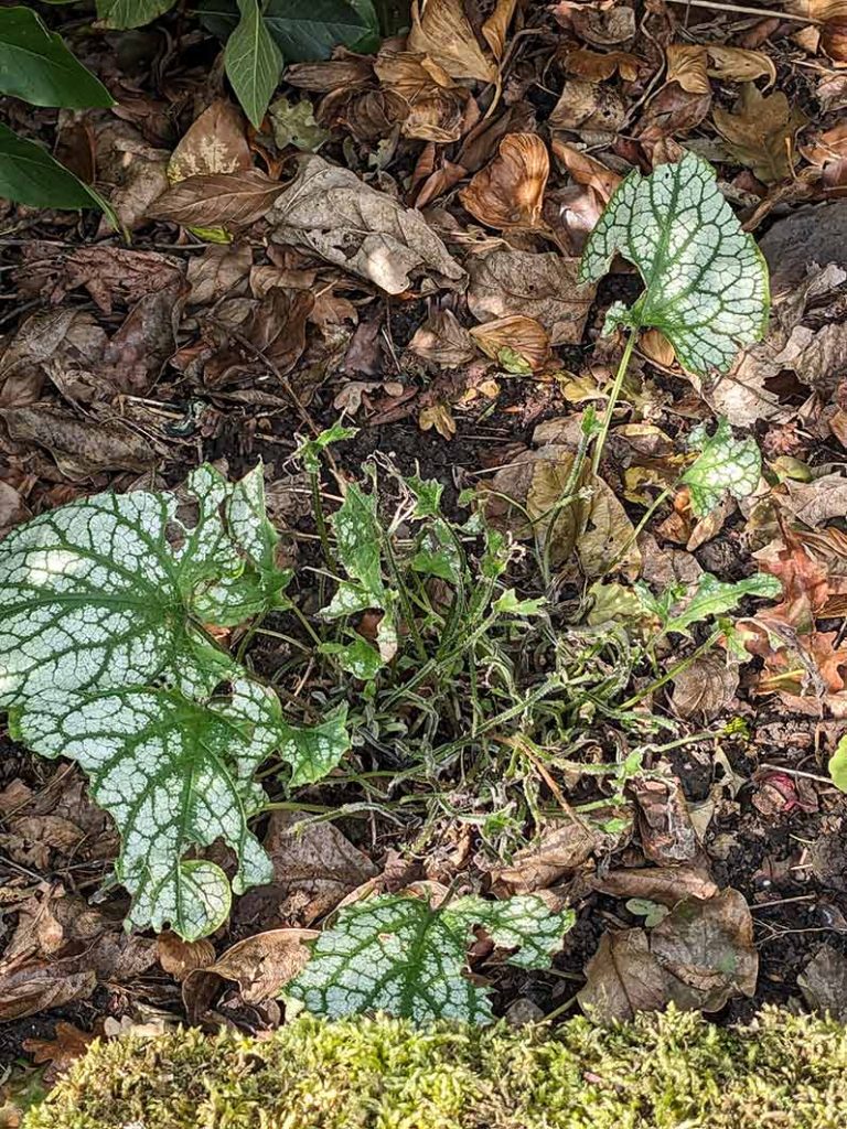 Green and white folliage of Brunnera Jack Frost eaten by slugs.