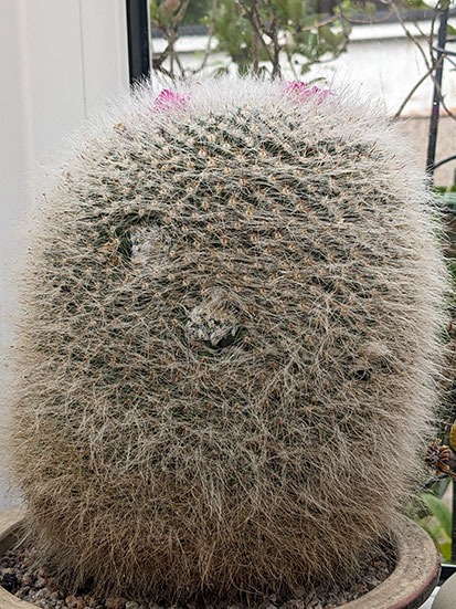Strange marks on old lady cactus look like whorls.