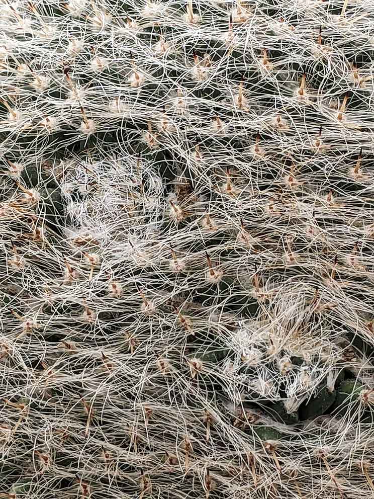 close-up photo of strange whorls on old lady cactus.