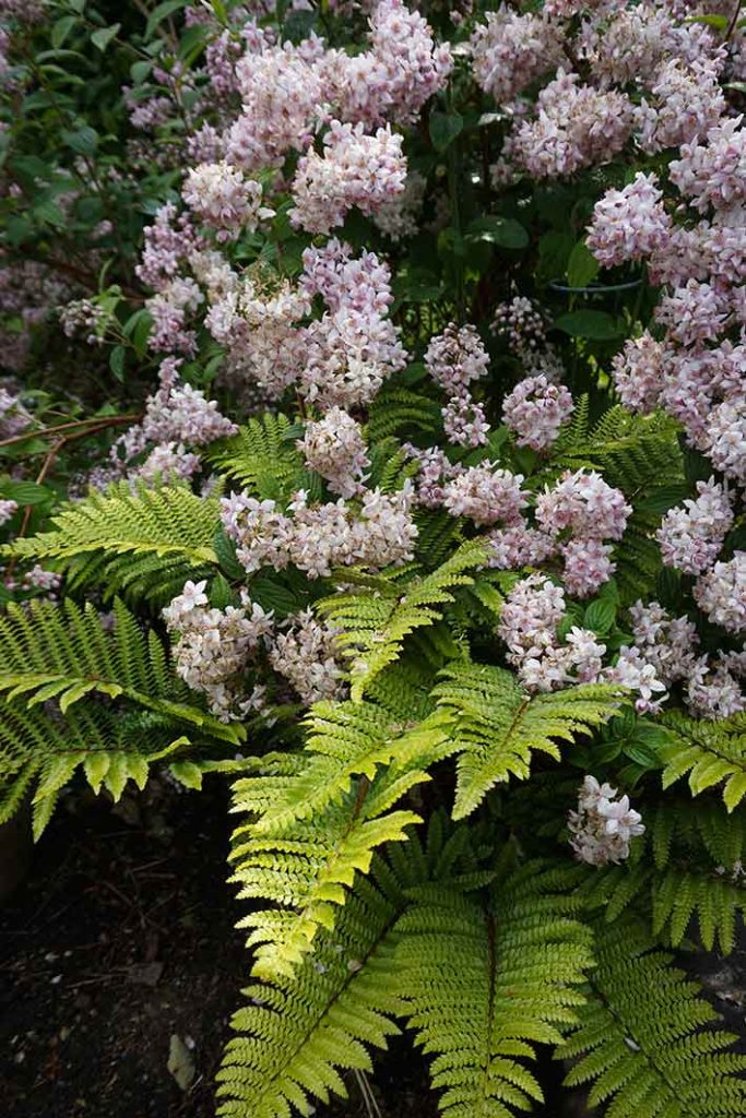 Bright green fronds of polystichum fern against pink flowers of duetzia.