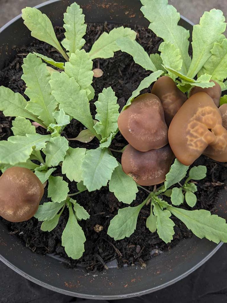 Rogue mushrooms in a pot of poppy seedlings.