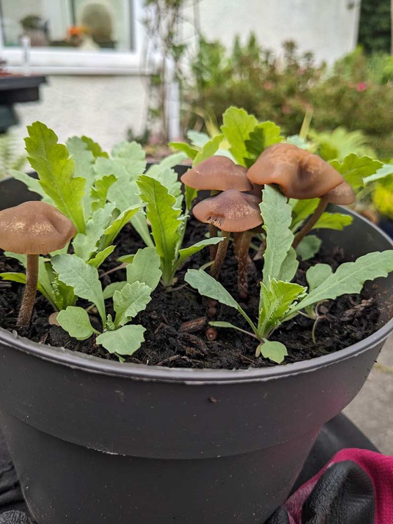 Mushrooms in compost in pot of poppy seedlings.