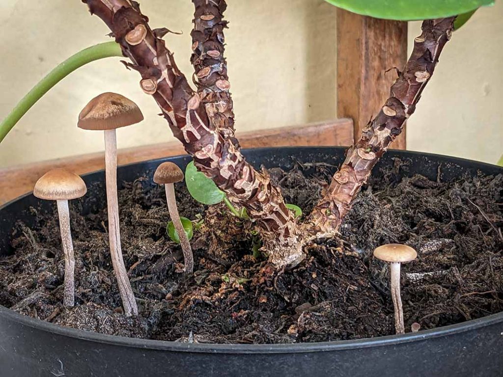 Mushrooms found in compost of house plant.