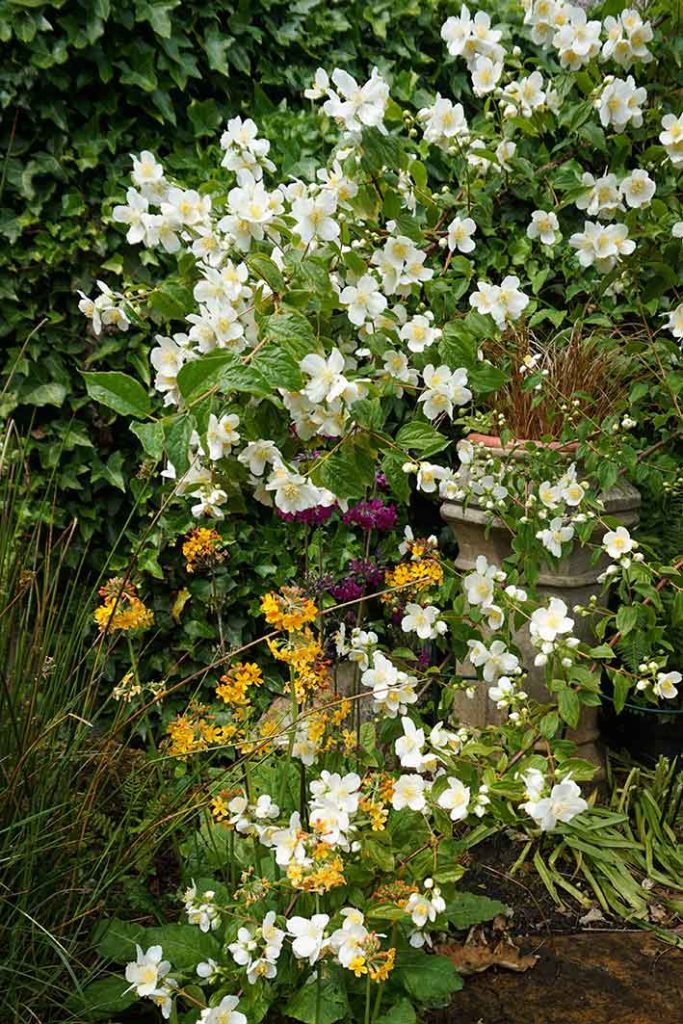 Pink and orange primula flowers next tp white philadelphus flowers