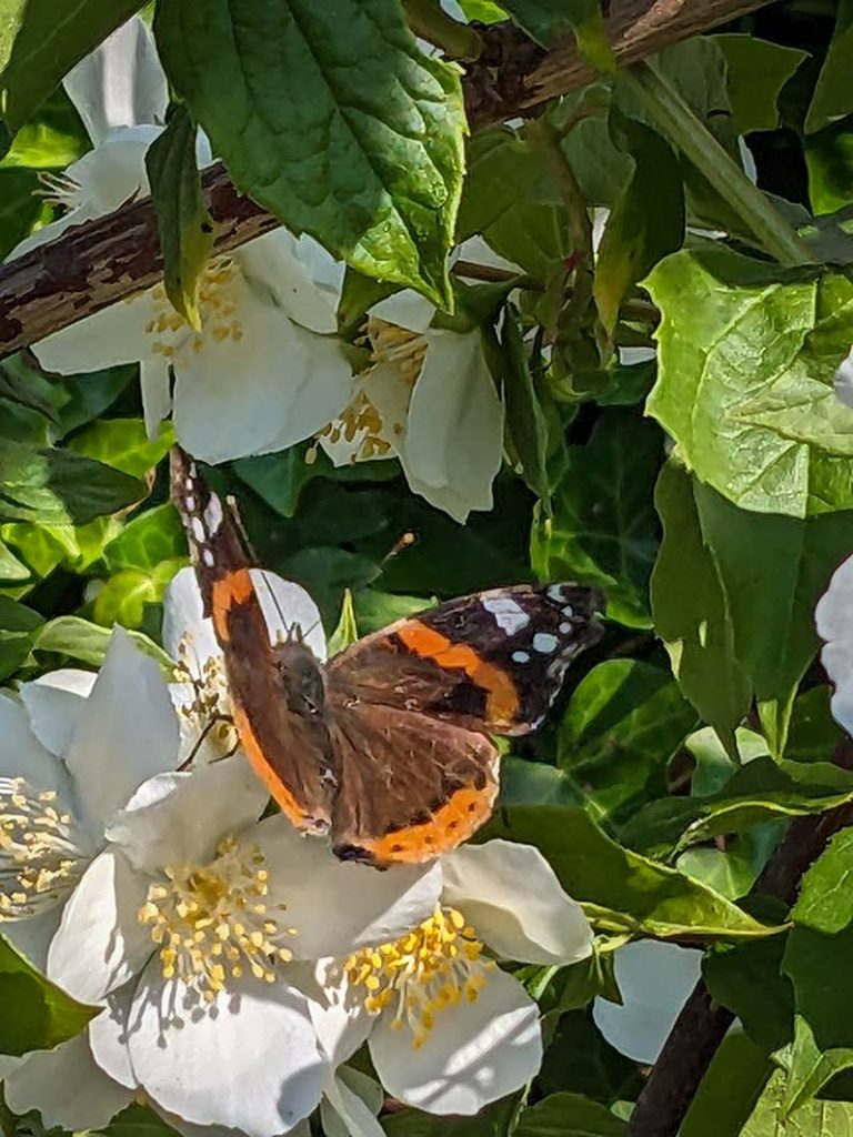 Red admiral butterfly on white flower of philadelphus.