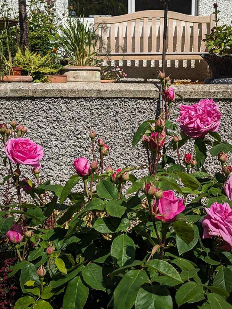 pink rose Gertrude Jekyll against a wall with patio above.