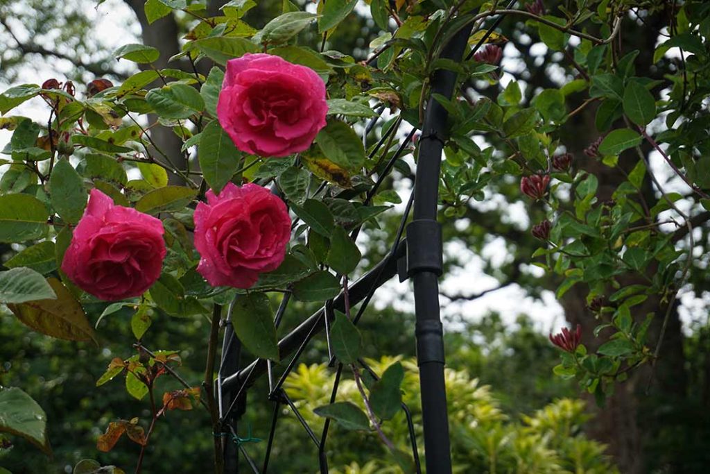 Dark pink rose Zephrine drouhin on an arch