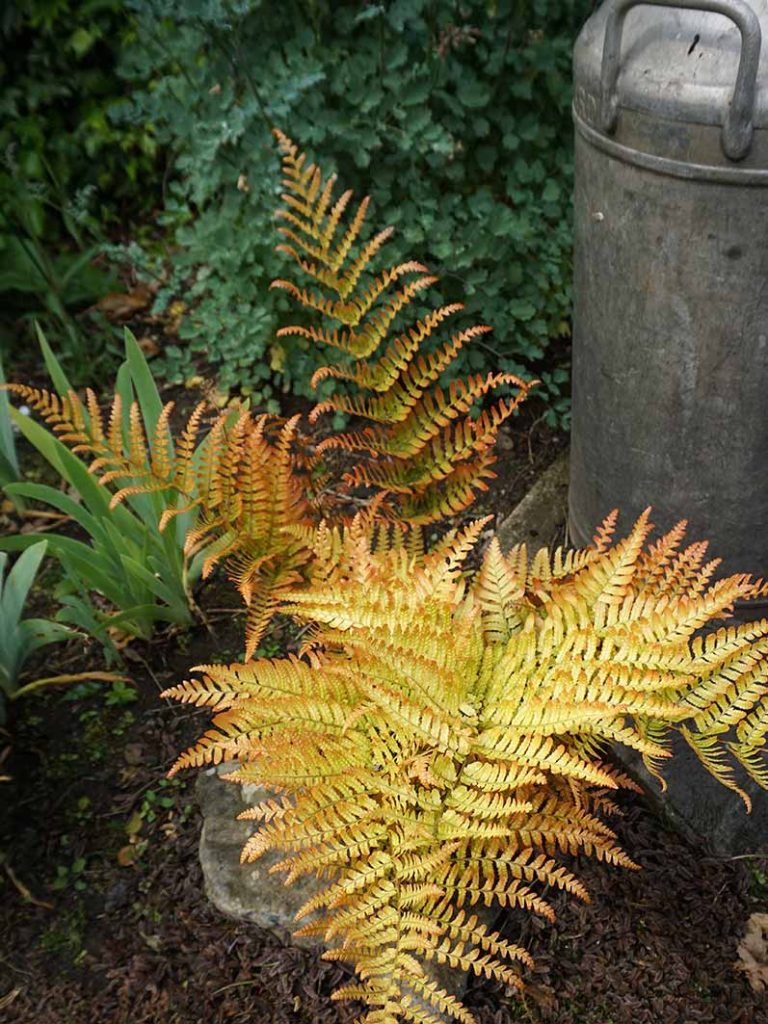 Dryopteris erythrosa orangey yellow fronds of fern.