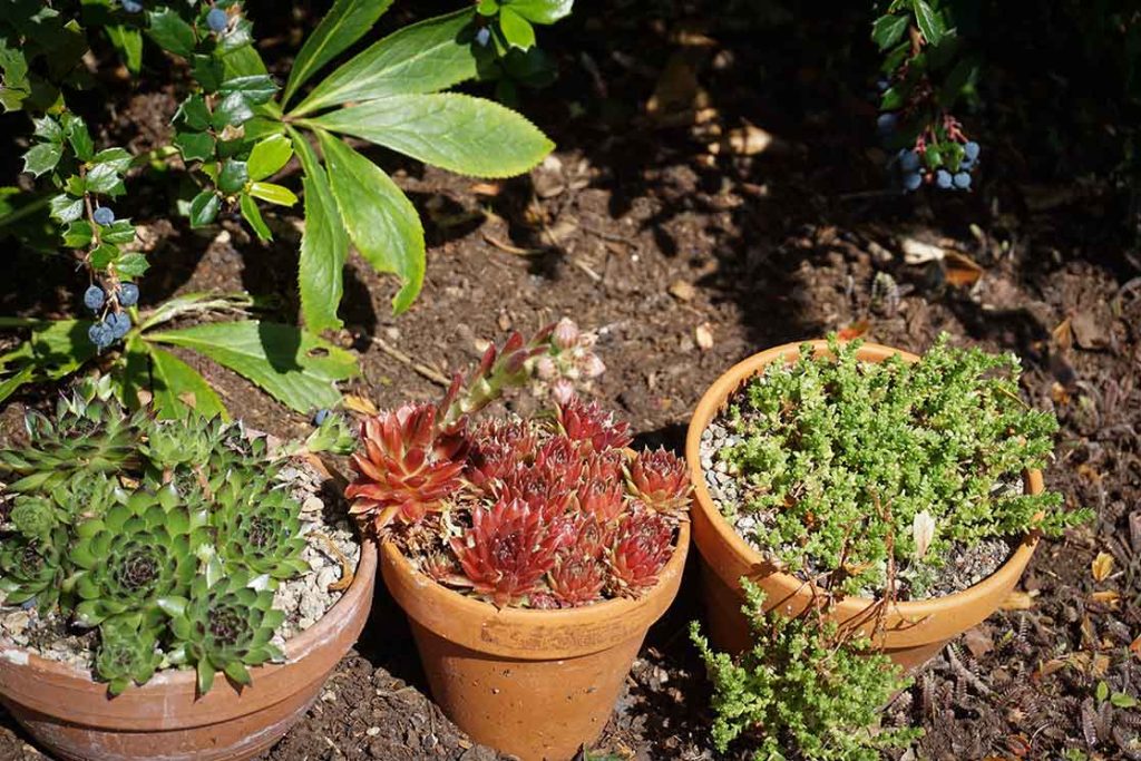 Three terracotta pots with succulents under a shrub.