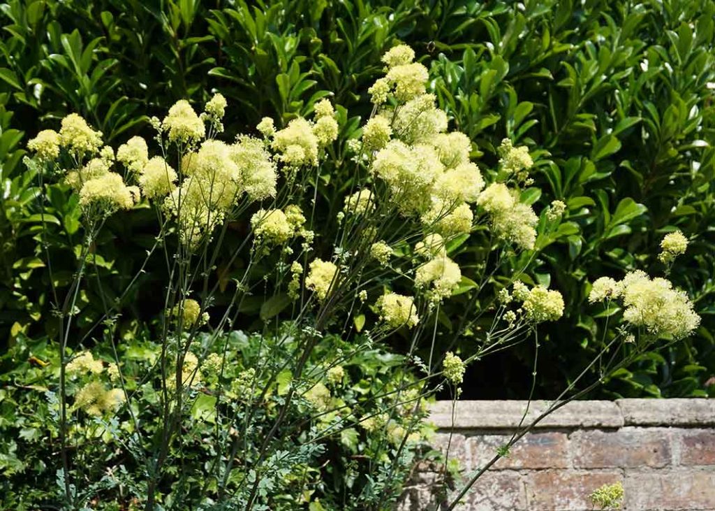 Tall plant with fluffy yellow flowers - Thalictrum.