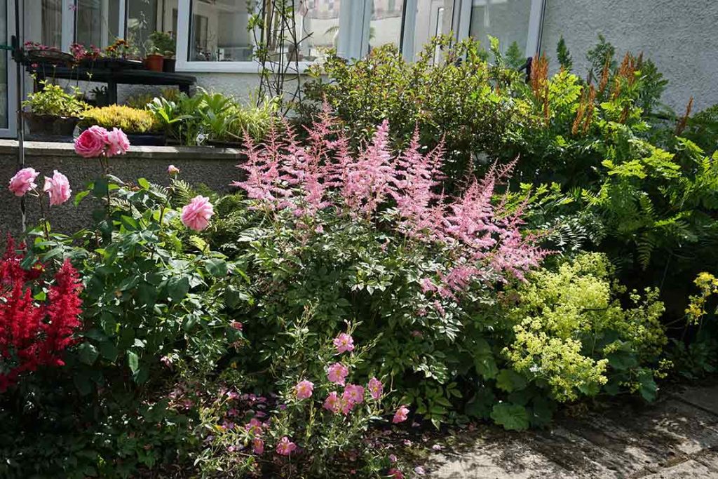 a collection of colourful plants in a wet corner of the garden.