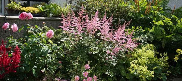 a collection of colourful plants in a wet corner of the garden.