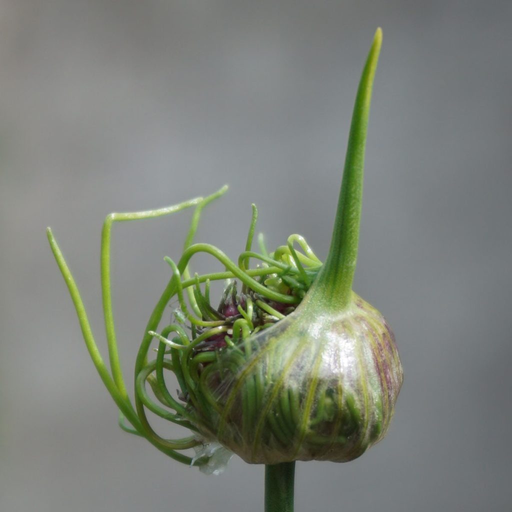 One scruffy flower head of allium hair just breaking open.