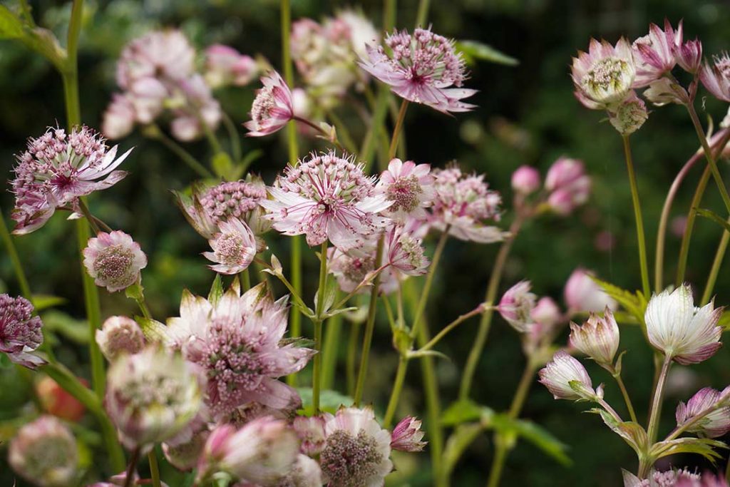 Pink needle-cushion like flowers of astrantia.