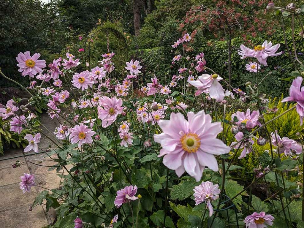 Pink flowers of Japanese anemones 'Montrose'
