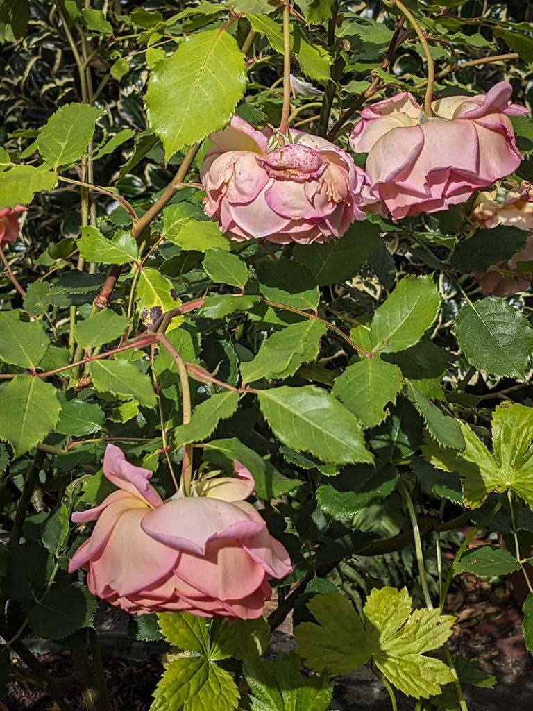 Peachy pink rose 'Jubilee celebration' flowers drooping.