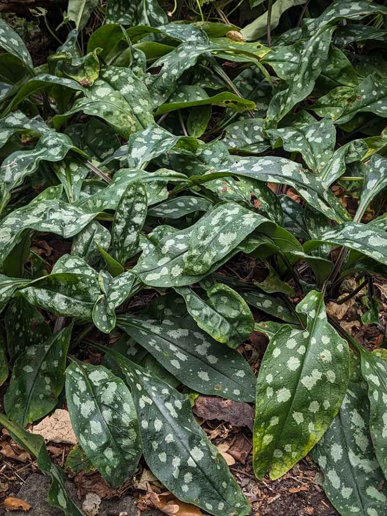 Green leaves with white splotches on them of the plant Pulmonaria.