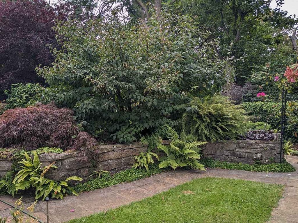 Different shades of green plants in a raised bed.